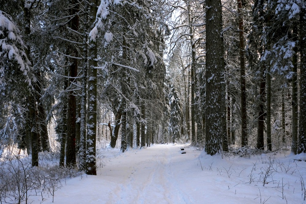 Ugāle Hillfort in Winter