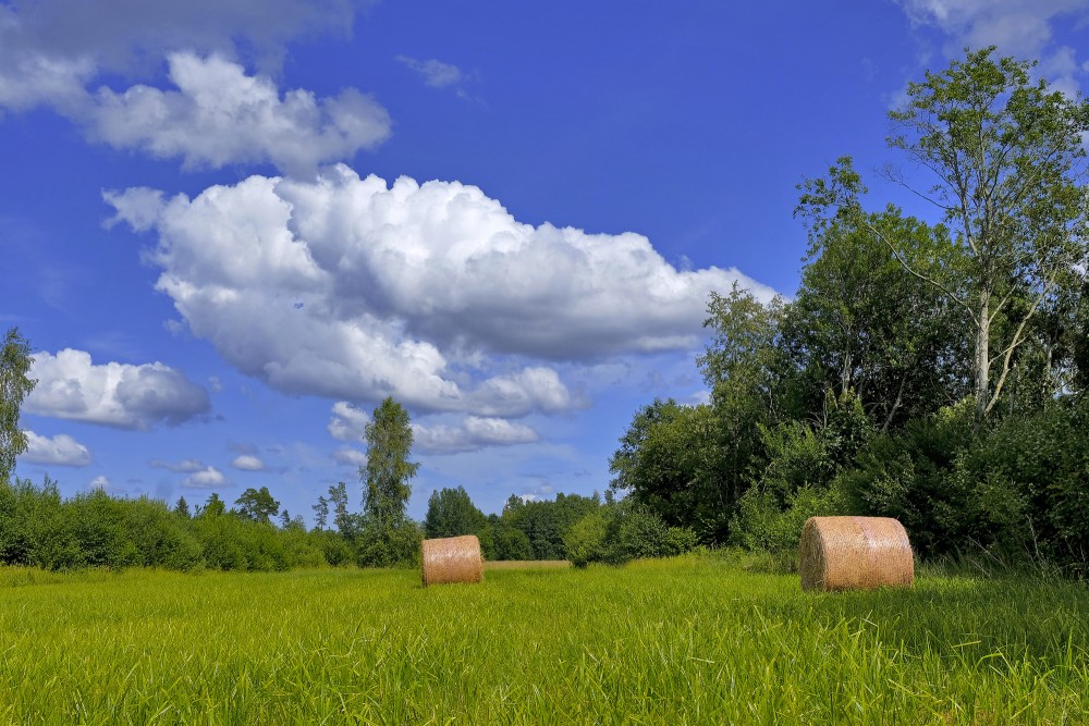 Meadow With Hay Rolls And Cumulus Cloud