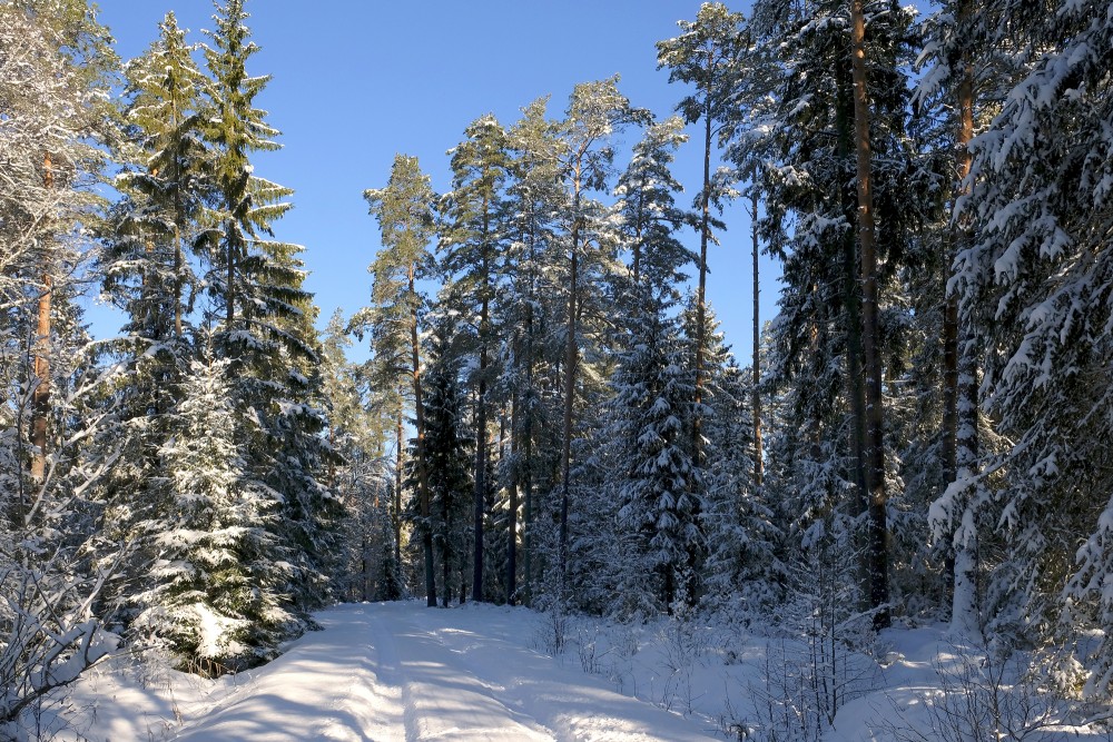 Sniegs un saule mežā