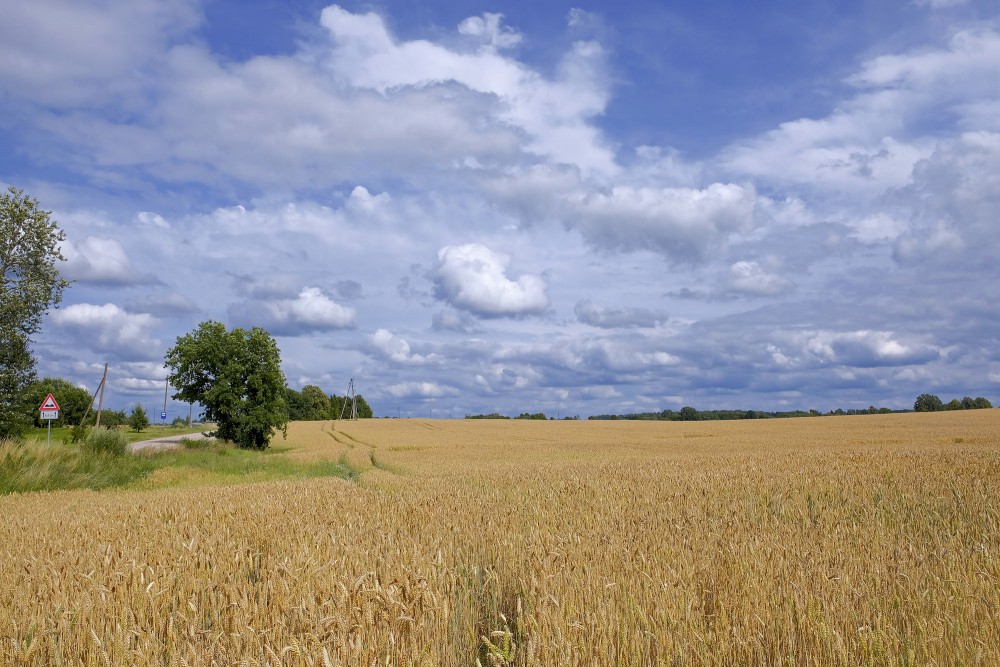 Kviešu lauks, mākoņainas debesis