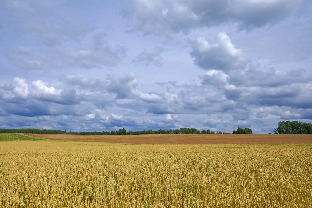 Latvijas ainava, mākoņainas debesis, kvieši