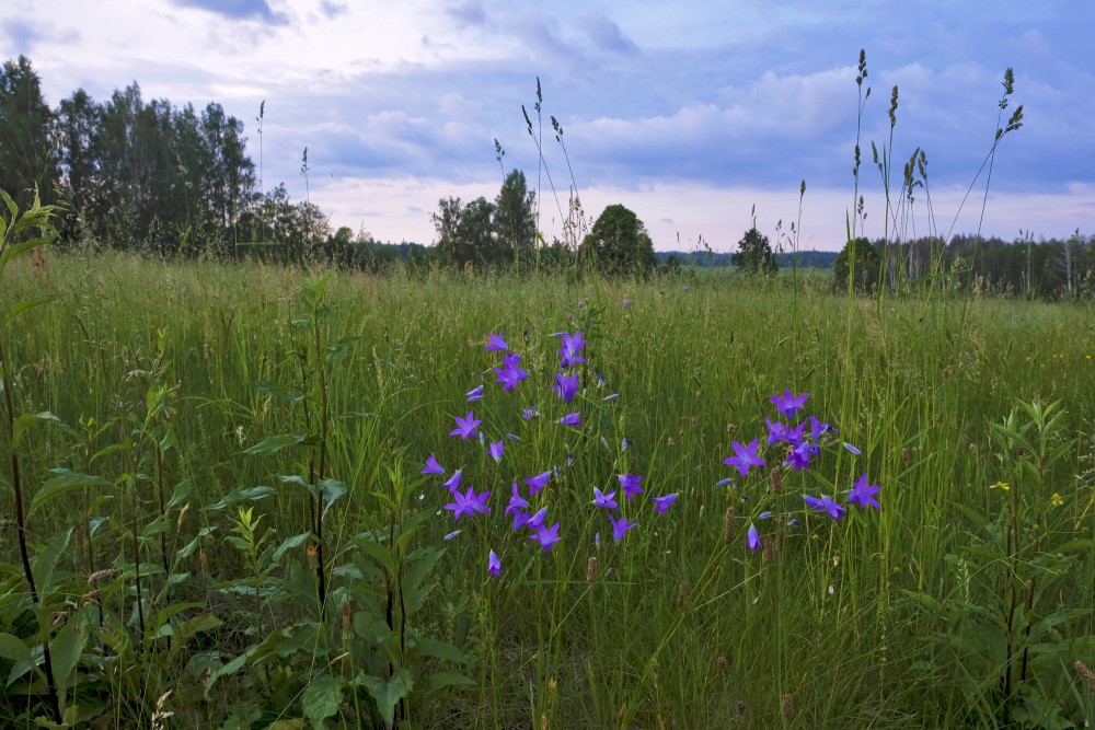 Meadow and Spreading Bellflower