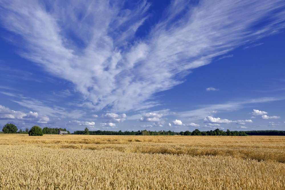 Kviešu lauks, mākoņainas debesis