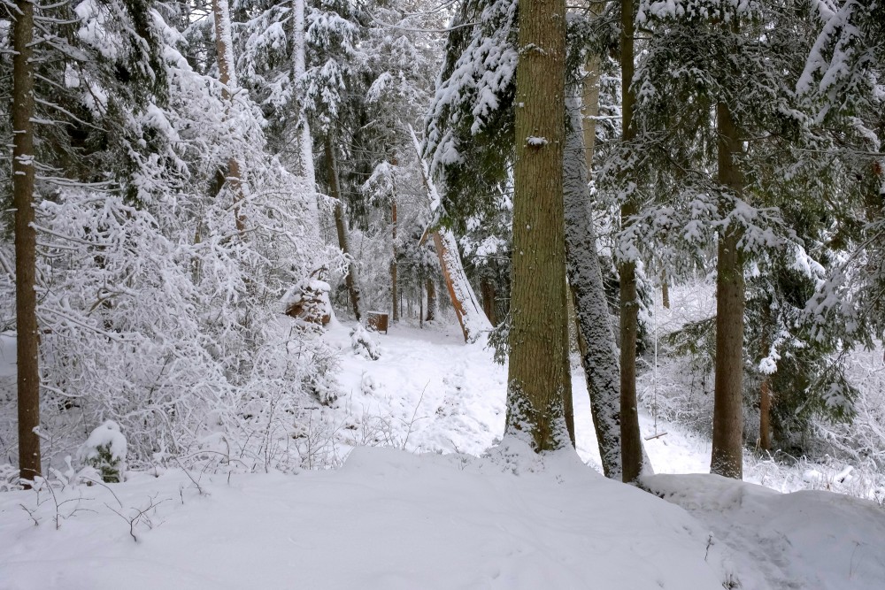 Cīrava Forest Park in Winter, Snowy Trees