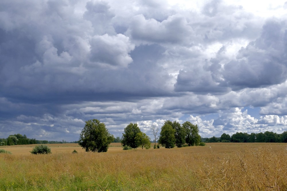 Lauku ainava, mākoņainas debesis