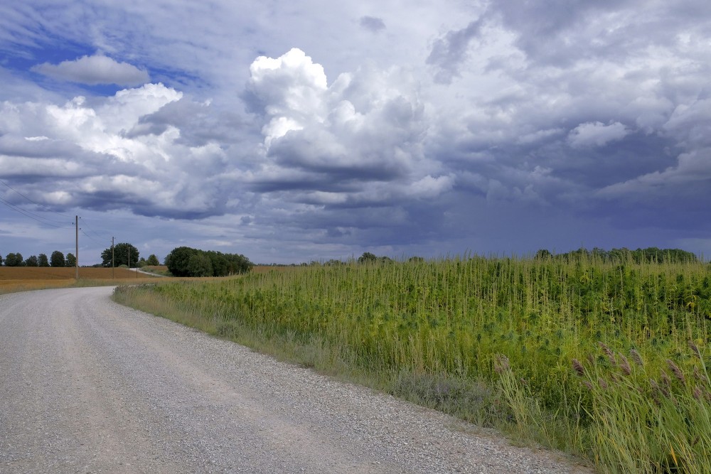 Sējas kaņepes lauks