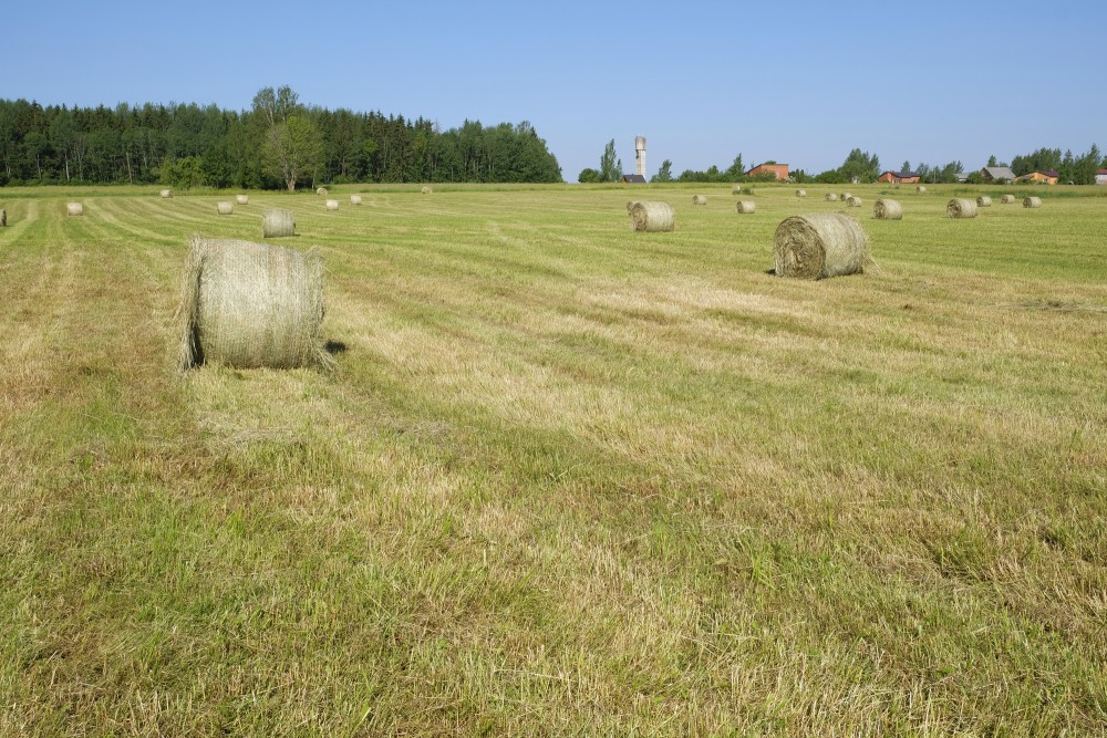 Meadow with Hay Rollers