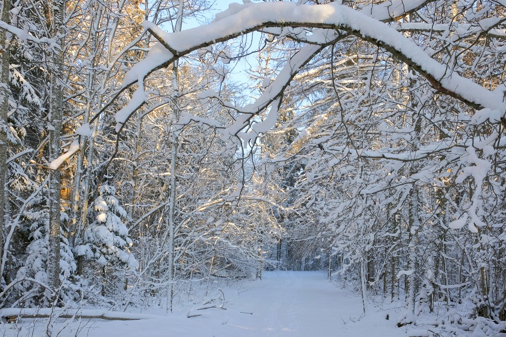 Piesnidzis mežs ziemā, meža ceļš