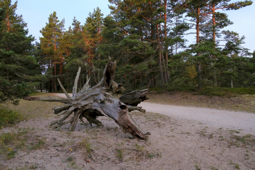 Dried Tree Root