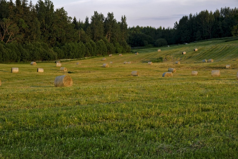 Meadow With Hay Rolls
