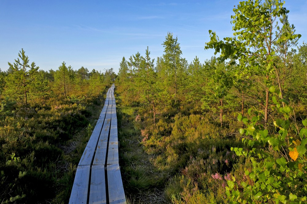 Vasenieku purva taka rīta agrumā