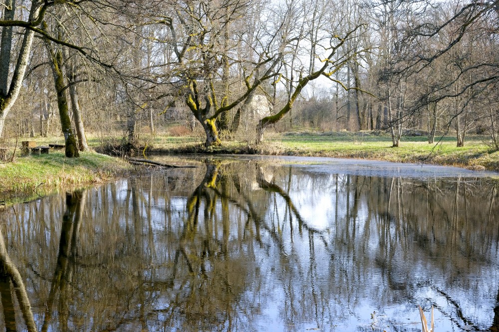 The Reflection of the Tree in the Water