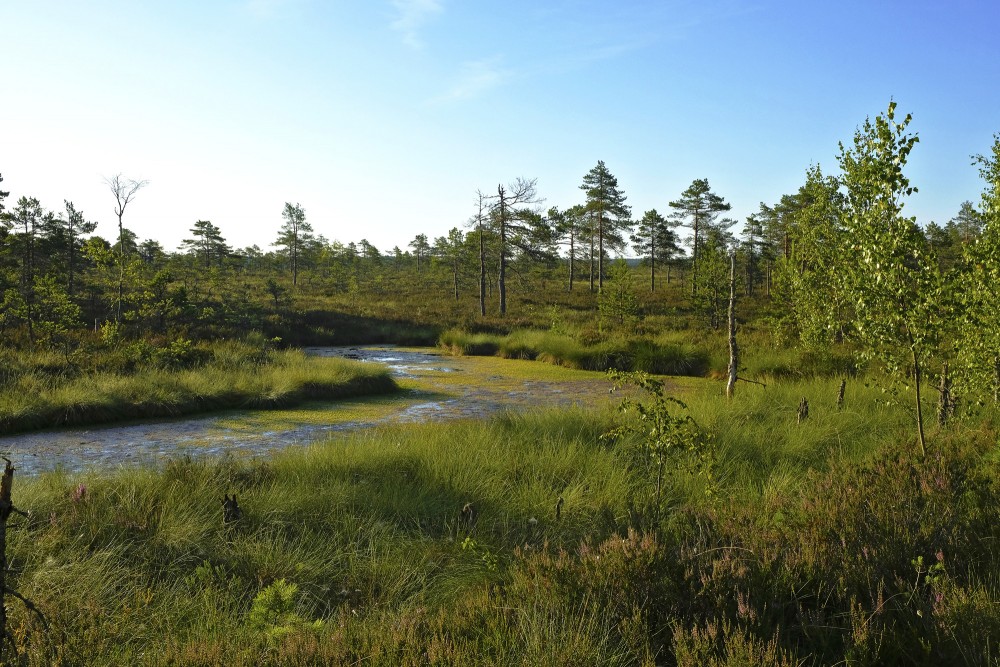 Vasenieku purvs rīta pusē