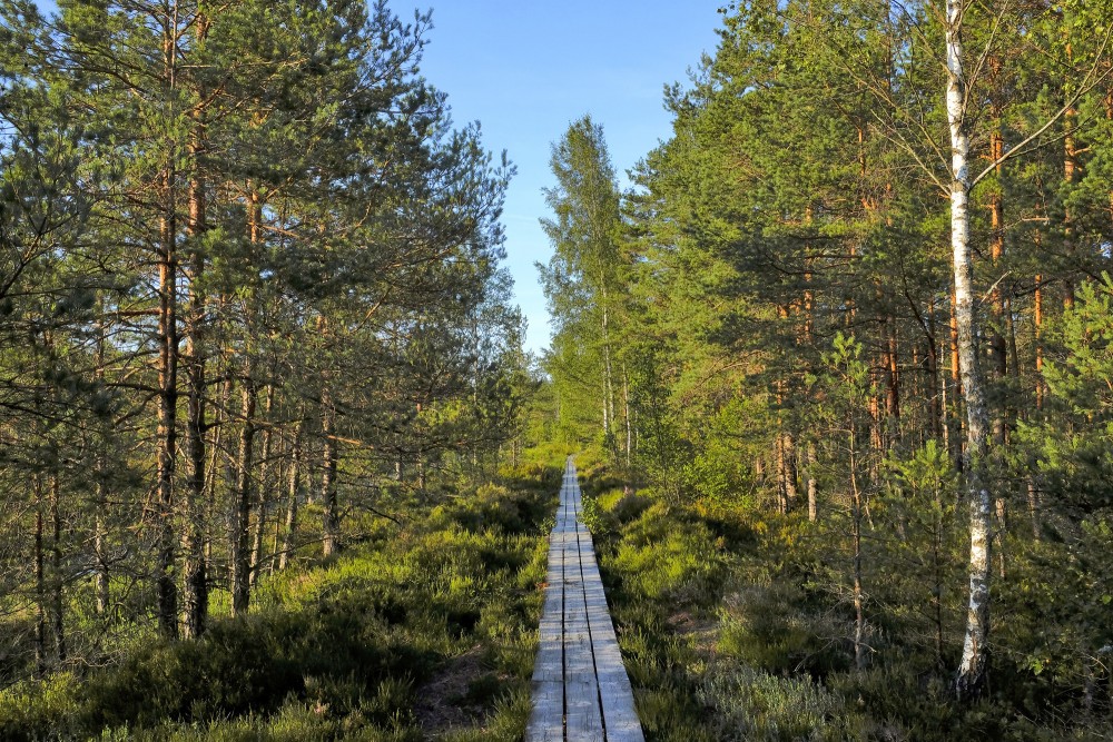 Vasenieku purva taka