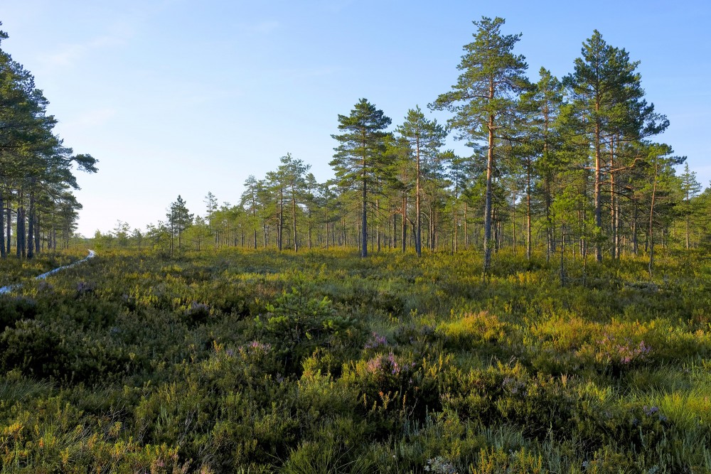Priedes Vasenieku purvā