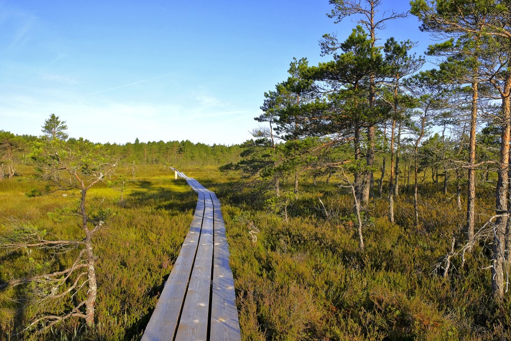 Vasenieku purva laipa