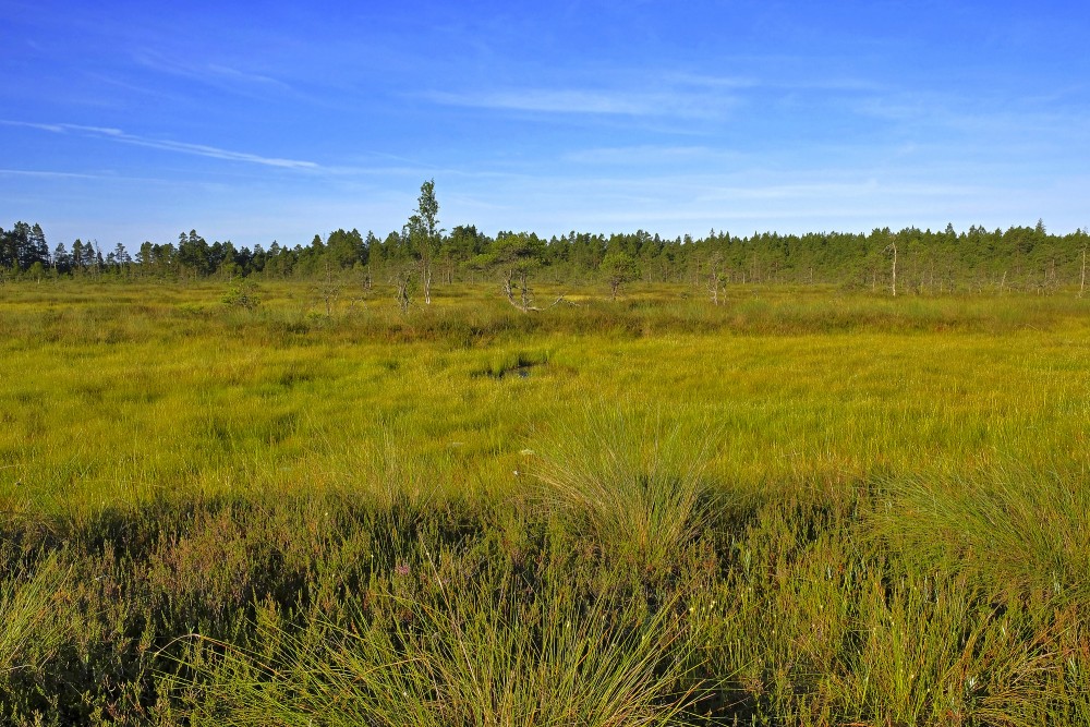 Vasenieku purva ainava