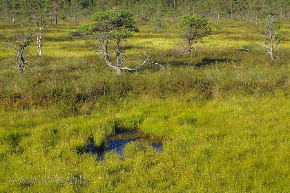 Vasenieki Swamp Moss and Grass