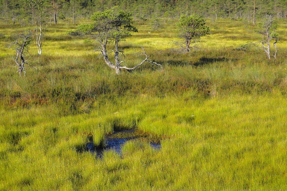 Maza lāma Vasenieku purvā