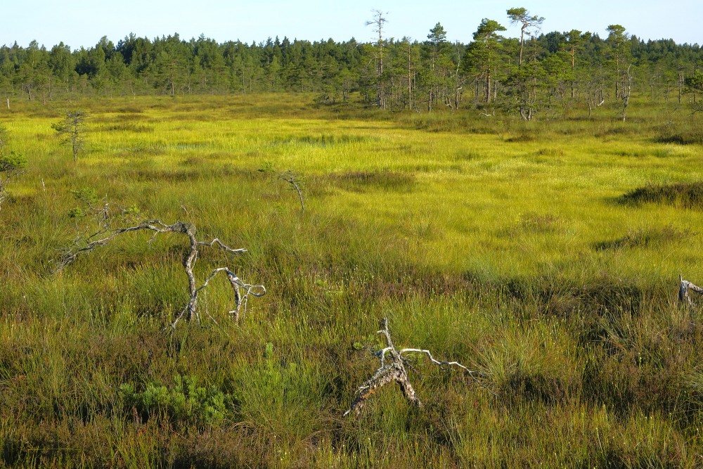 Vasenieku purva ainava