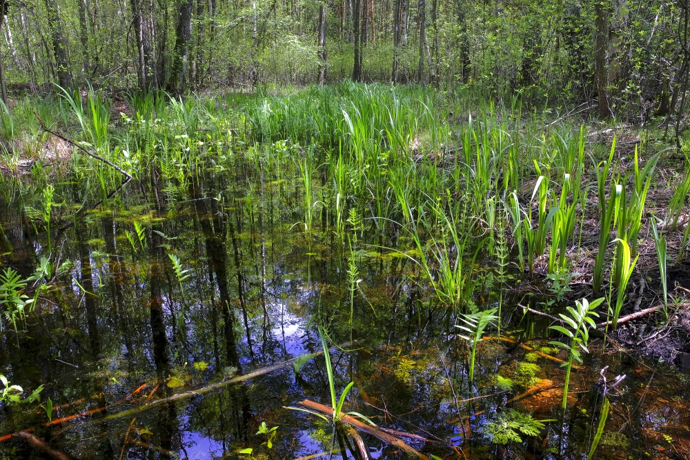 Spring in the Wetland Forest