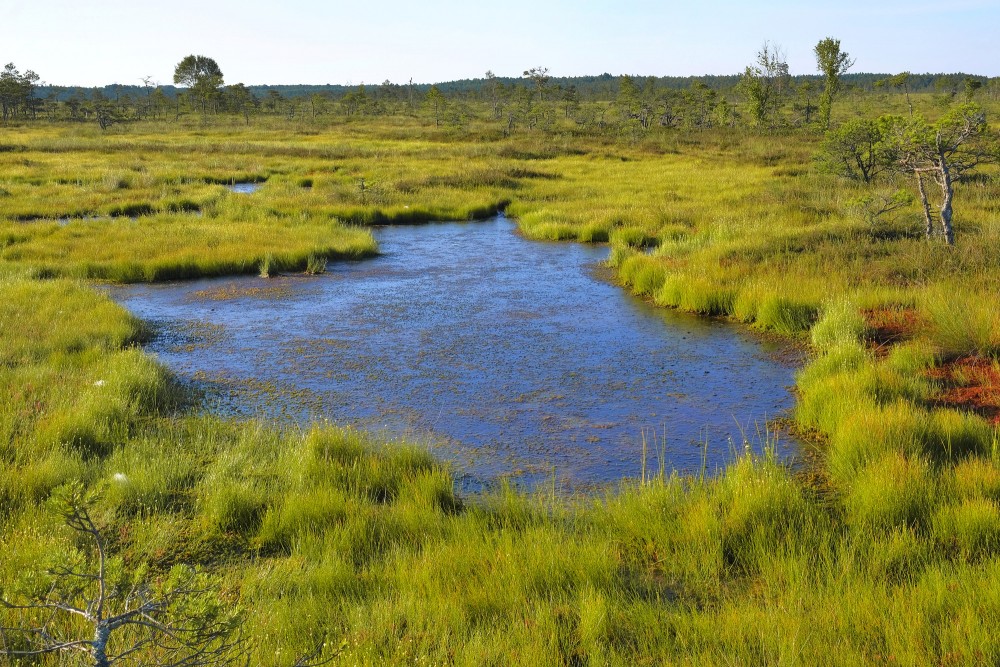 Lāma Vasenieku purvā