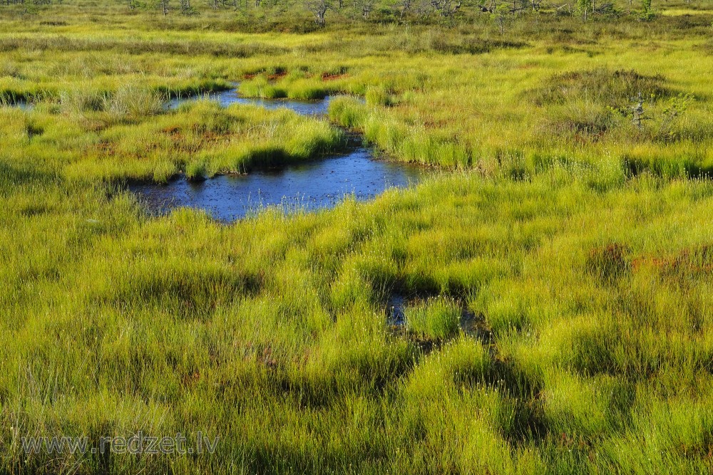 Swamp Lakes, Swamp Moss and Grass