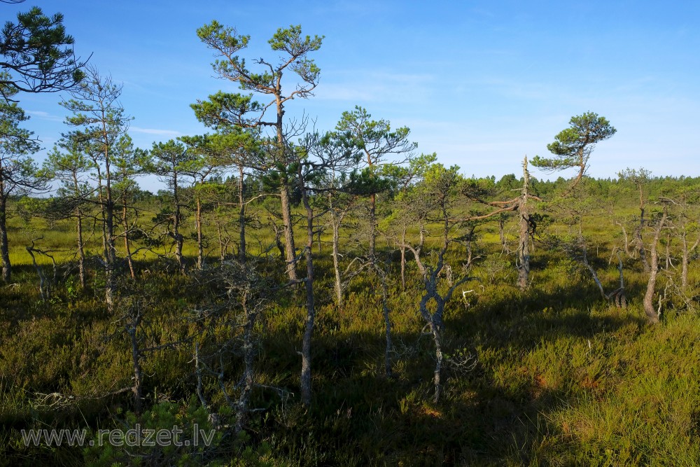 Small Swamp Pines