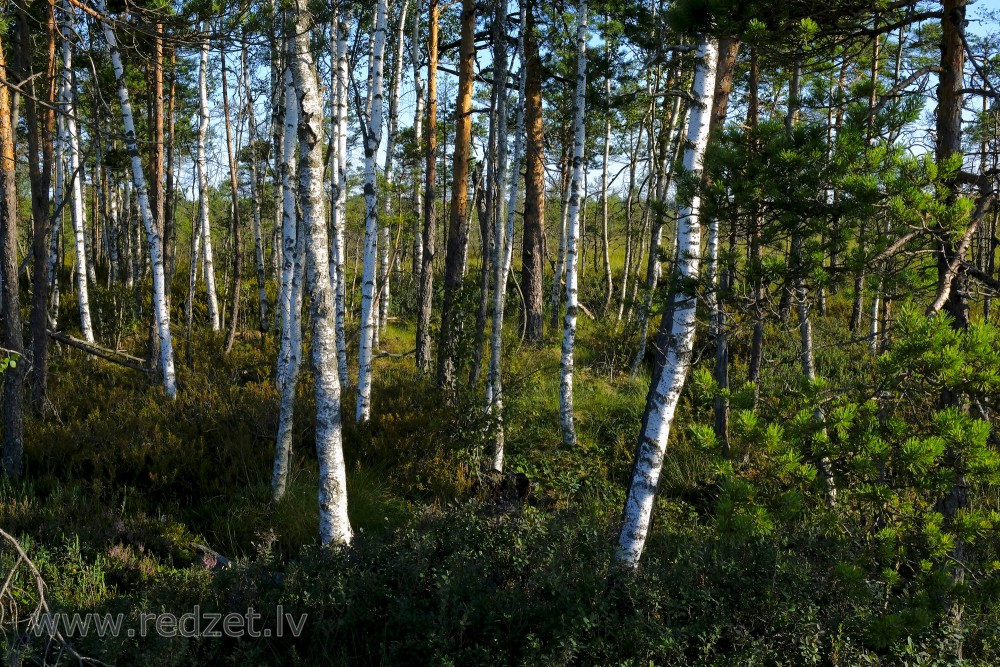 Birches and Pines on the Edge of the Vasenieki Bog