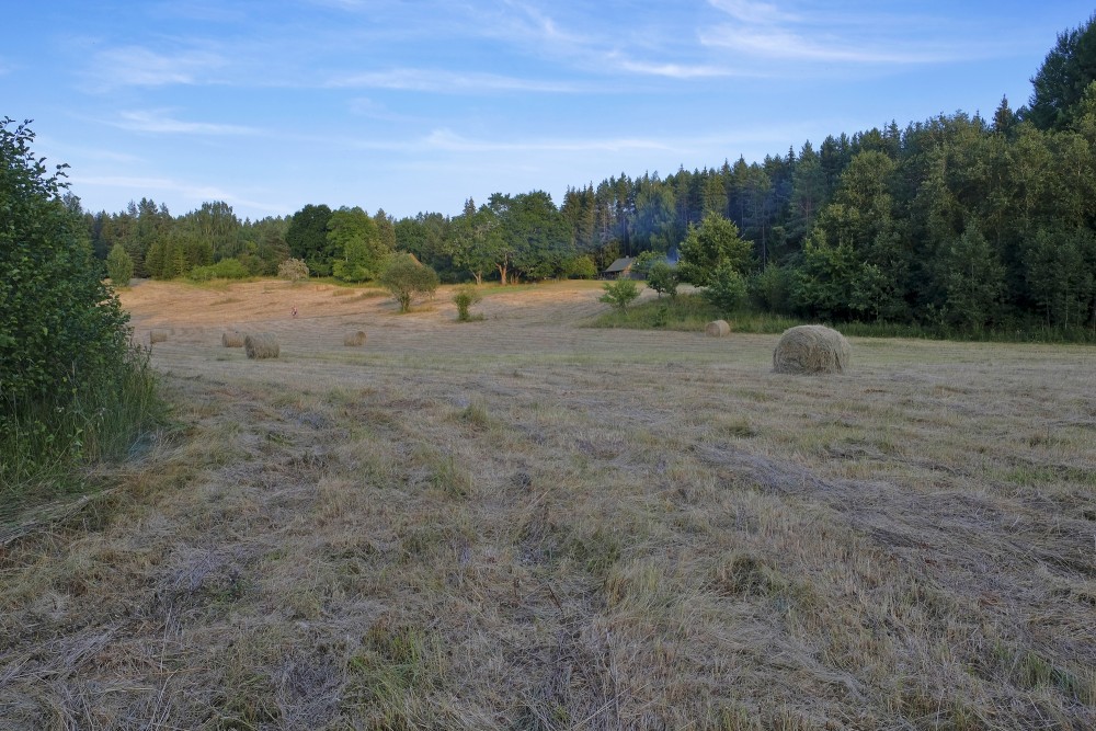 Mowed Meadow