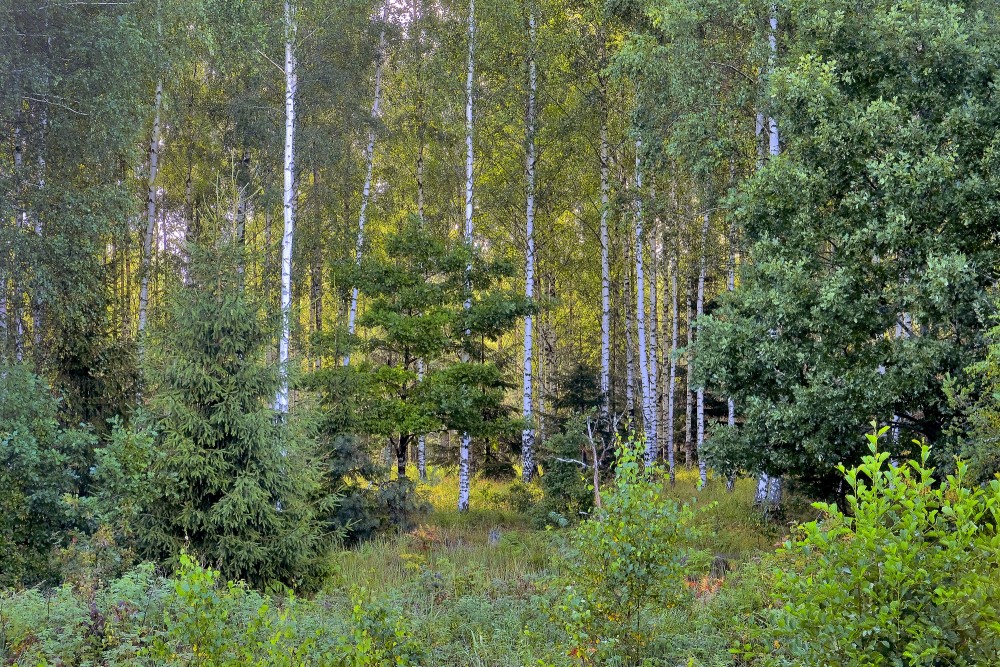 Jauni bērzi, ozoli un egles