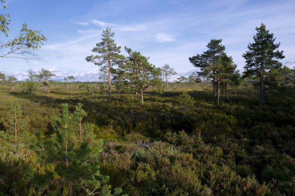 Vasenieki Swamp Landscape