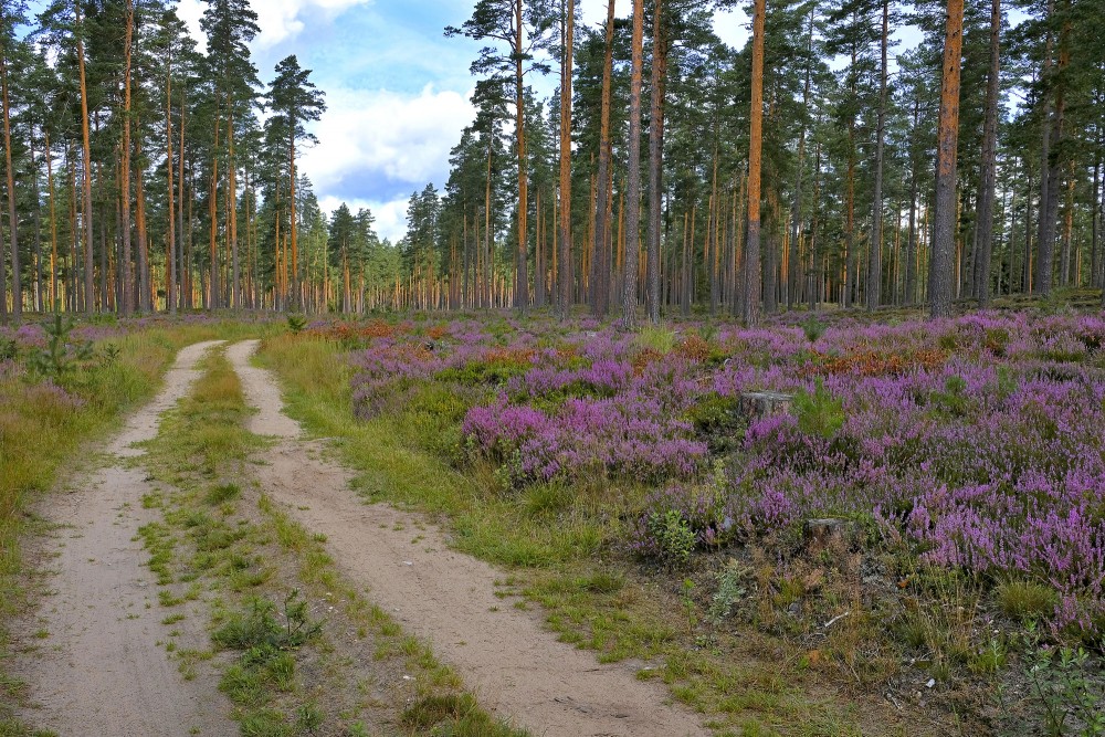 Forest Road, Pine and Heather
