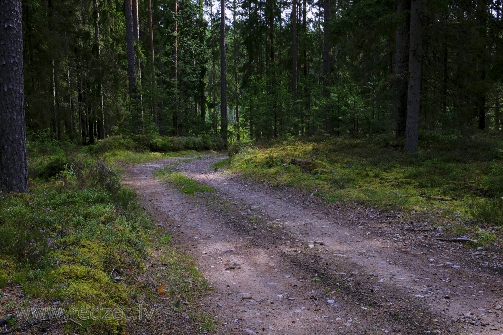 Forest Road