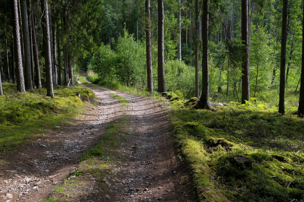 Forest Road