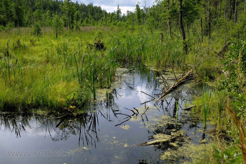 Swamp Forest