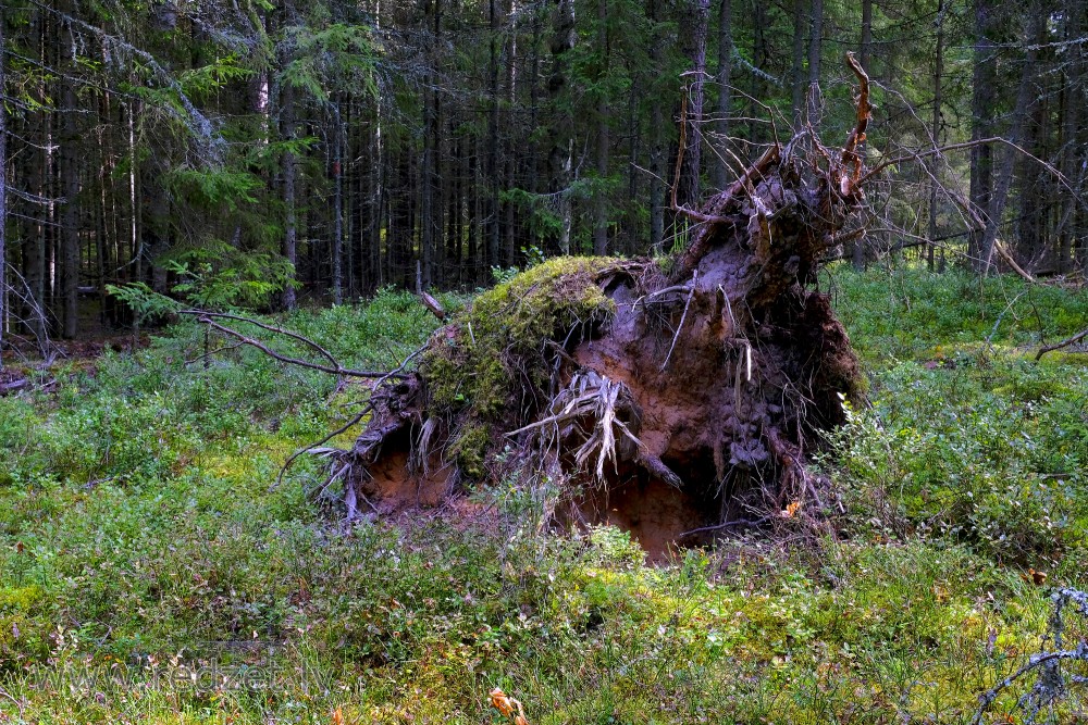 Exposed Tree Roots