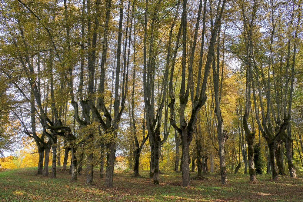 Autumn landscape with pollarded linden trees in Linde Park