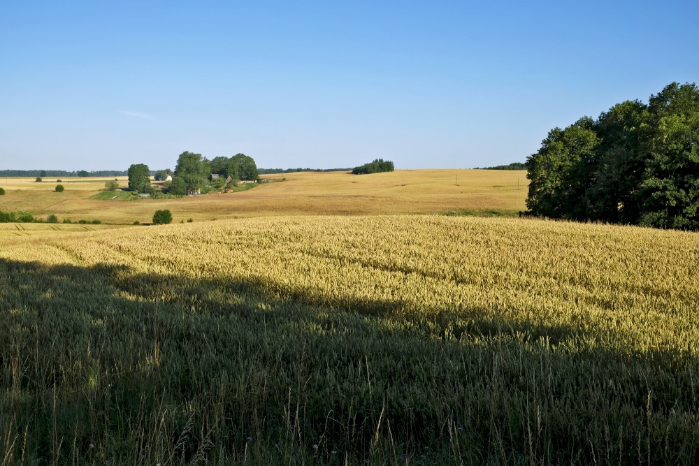 Landscape With A Cereal Field