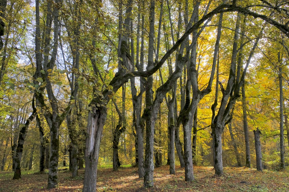 Historic linden trees in Linde Park in the autumn sun