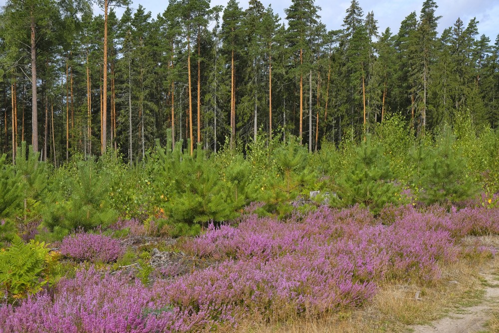 Young Pine and Heather