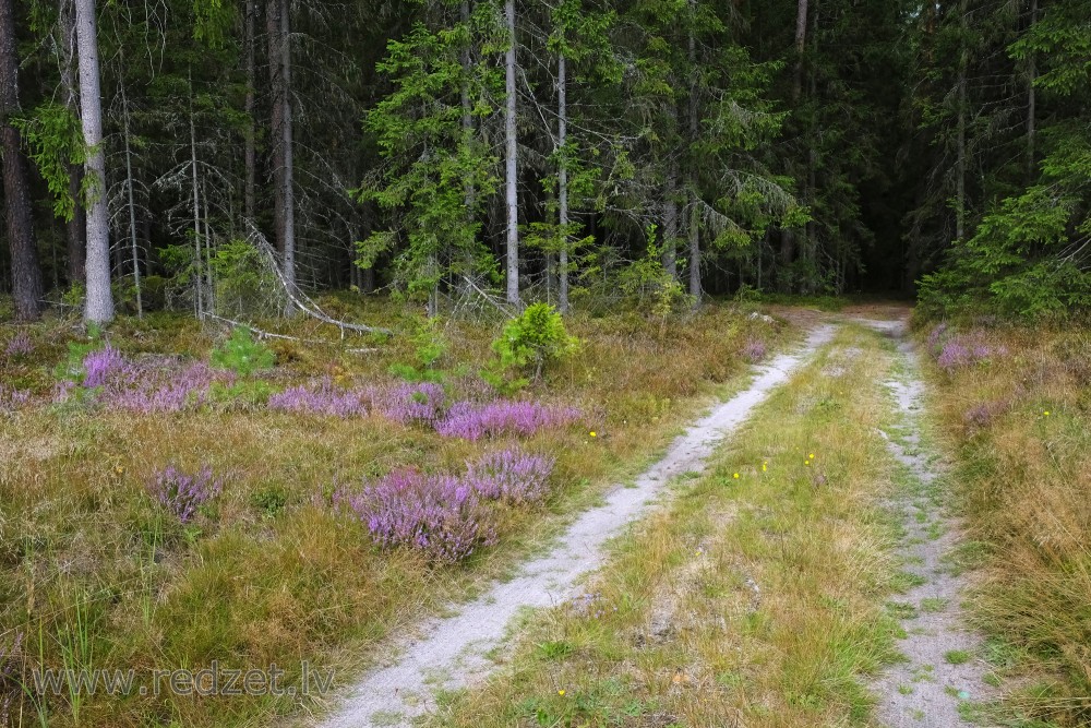 Forest Road