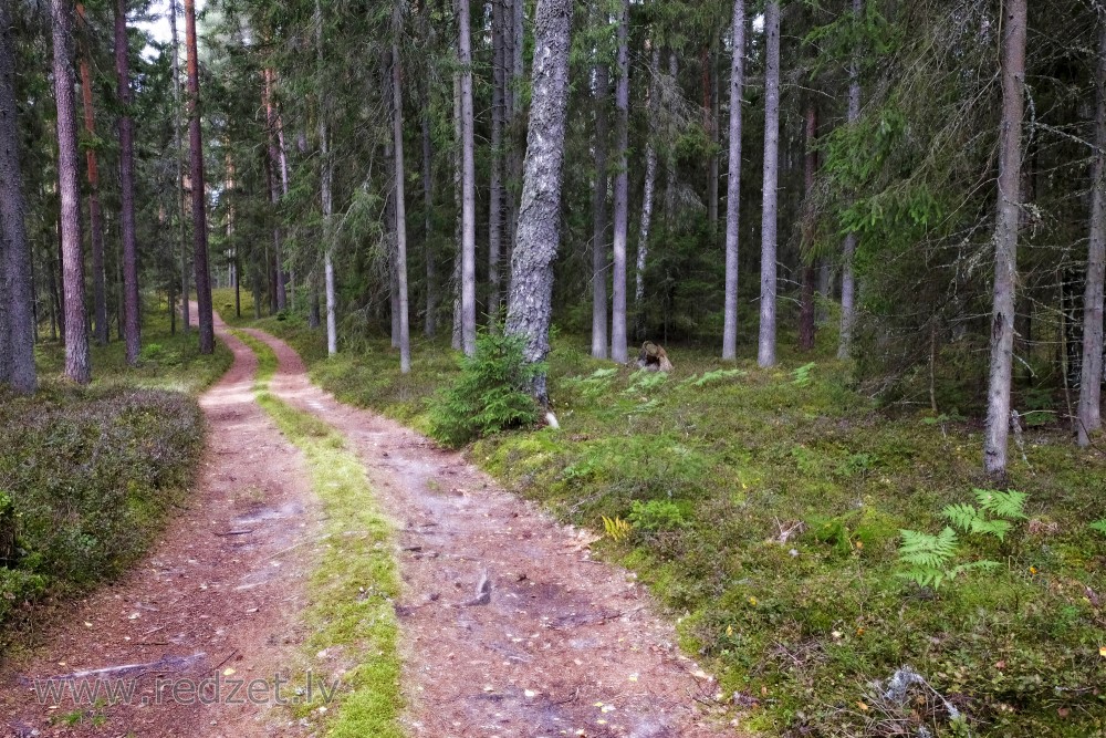 Forest Road