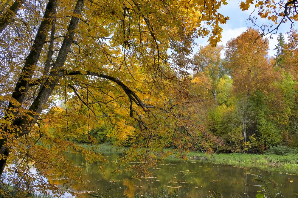 Autumn riverside scenery with bright yellow foliage and forest reflections on the water