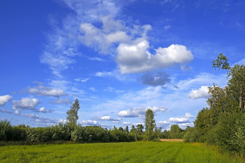 Nopļauta pļava, debesis ar baltiem mākoņiem Nopļauta pļava, debesis ar baltiem mākoņiem