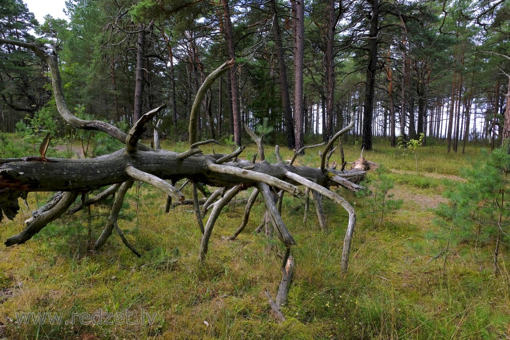 Dead Tree in a Pine Forest