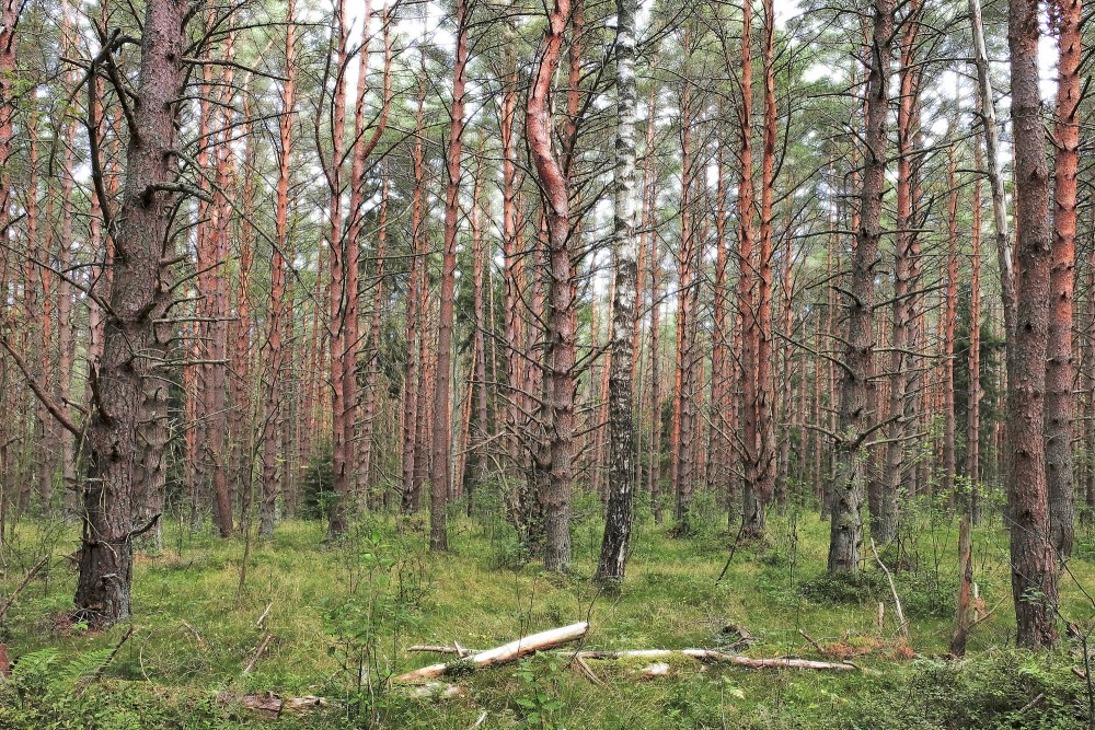 Jauns priežu mežs tuvu jūrai