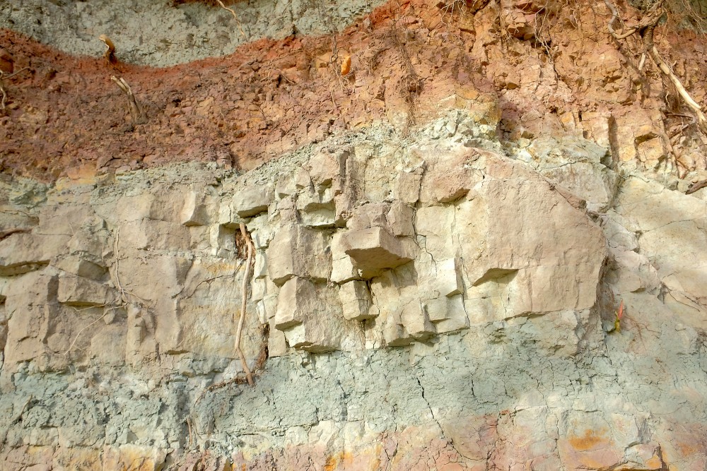 Slāņains dolomīta atsegums ar atsegtajām saknēm tuvplānā