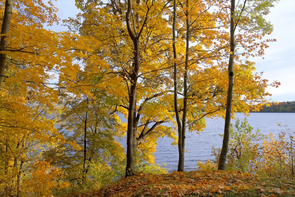 Golden autumn trees on the banks of the Daugava River