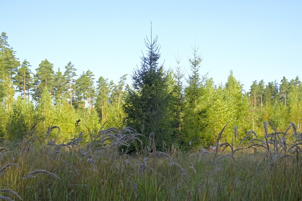 Forest Landscape With Spruce
